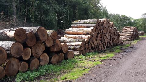 stapels van gekapte bomen, gezaagd in gelijke delen