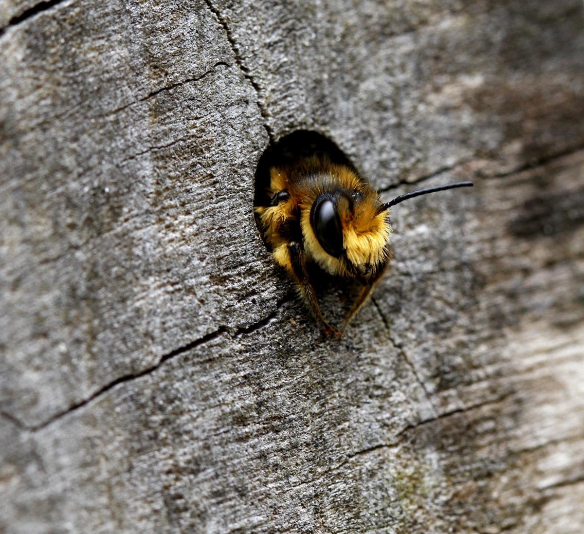 wilde bij in één van de plekjes in het insectenhotel