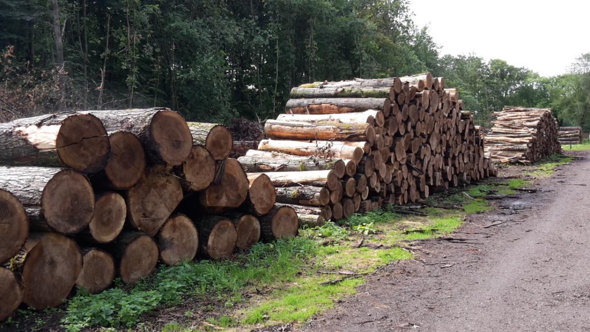 stapels van gekapte bomen, gezaagd in gelijke delen