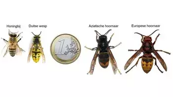 de grootte van de Aziatische hoornaar ten opzichte van de euro munt, honingbij, Duitse wesp en Europese hoornaar
