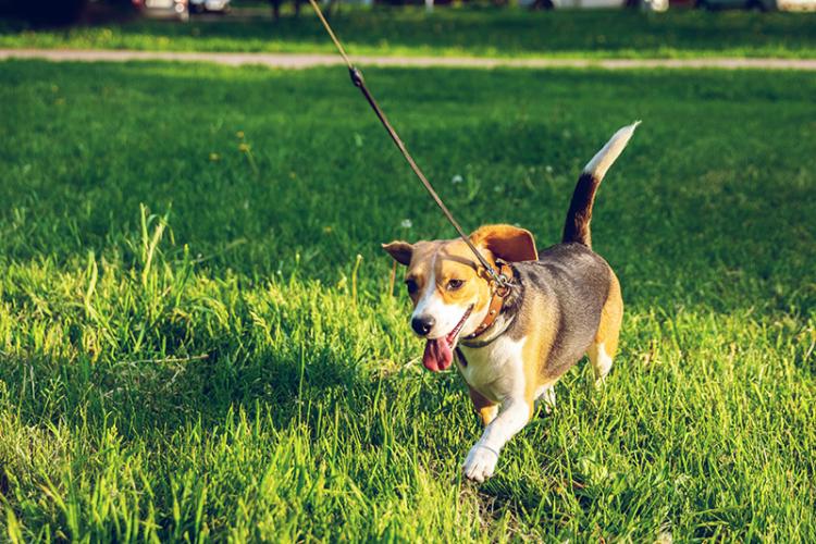 Hond op het gras